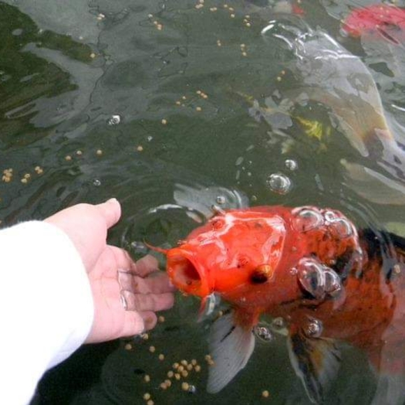 Meet your Posher, Aunt tata - Picture 6 of 8